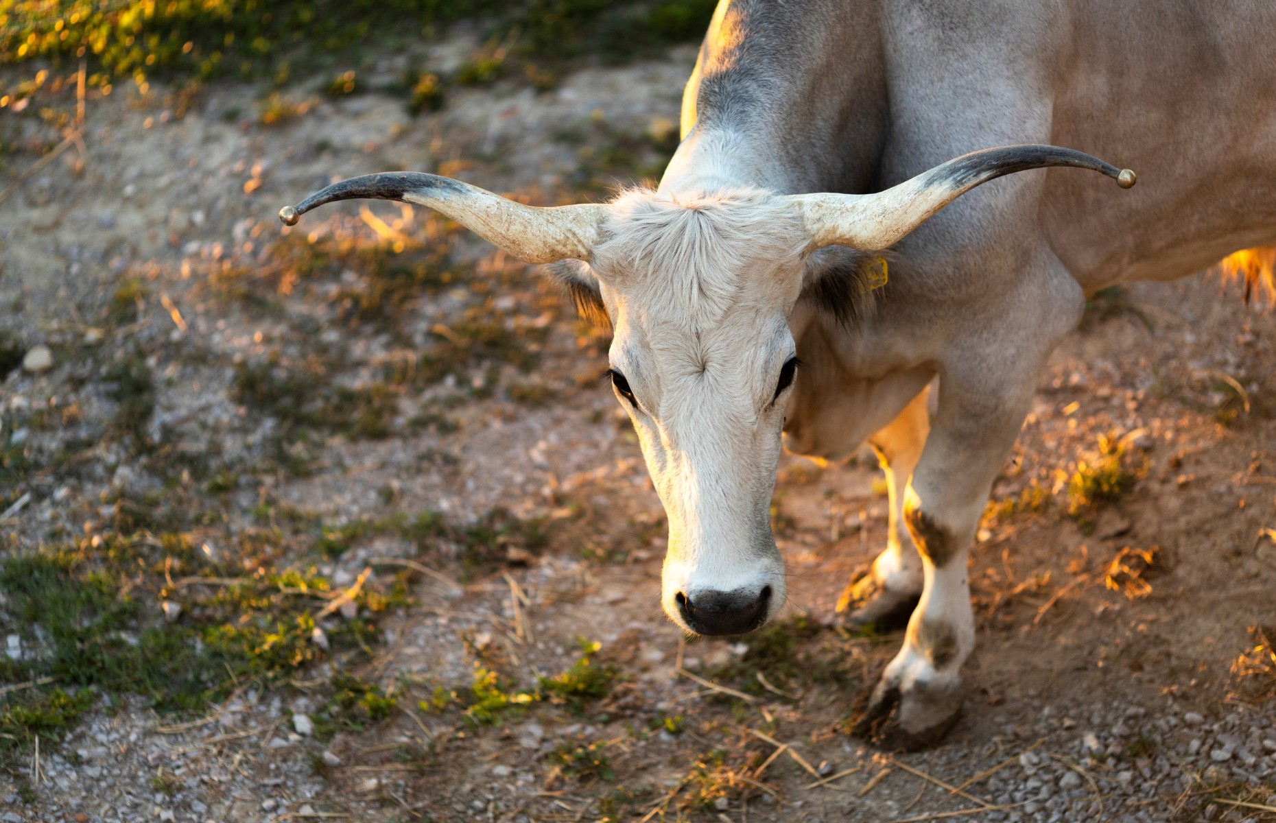 Boškarin (Istarsko govedo)